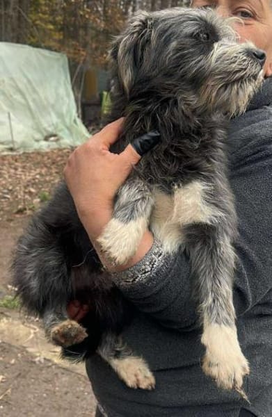 Murphy, Jungspund sucht Körbchen