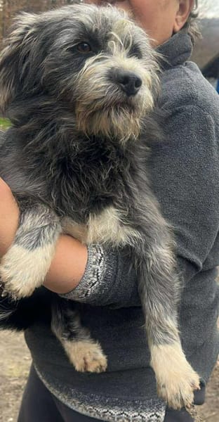 Murphy, Jungspund sucht Körbchen