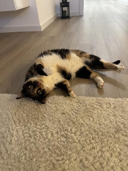 Verschmuste FLORA & KICZA suchen zuhause