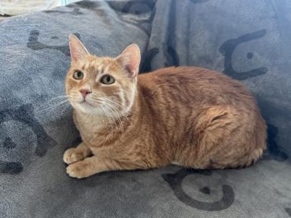 Verschmuste FLORA & KICZA suchen zuhause