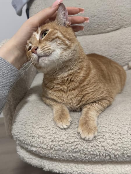 Verschmuste FLORA & KICZA suchen zuhause