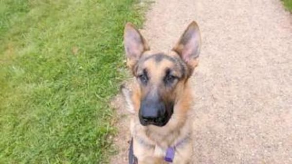 Bandito - ein Rohdiamant