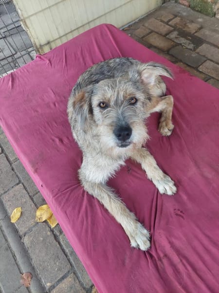 Tilly mit den schiefen Ohren