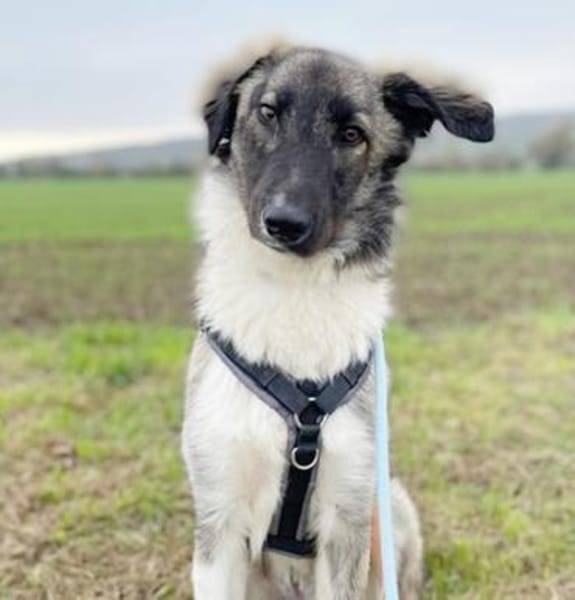 Lasse, braucht noch Erziehung-su. PS