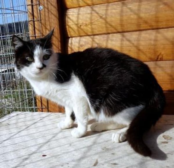 Entspannte Viona sucht ruhiges Zuhause