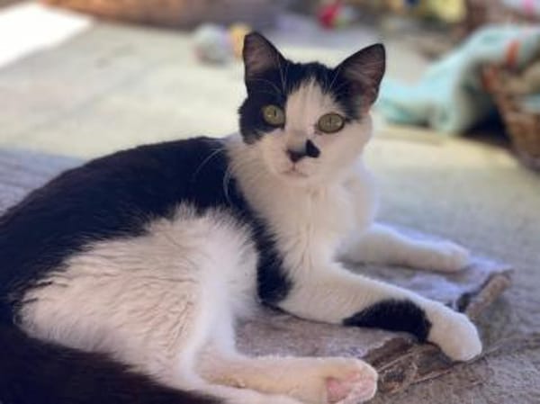 Entspannte Viona sucht ruhiges Zuhause