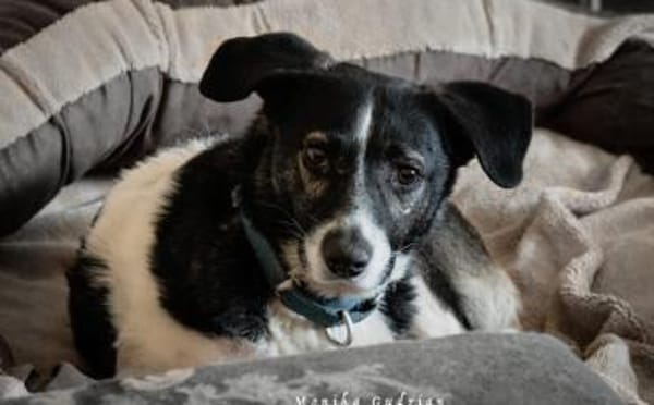 Maxi sucht seine Menschen