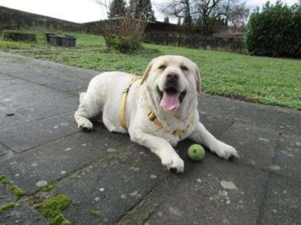 Freundliche, gemütliche Sahara