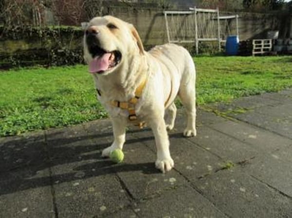 Freundliche, gemütliche Sahara