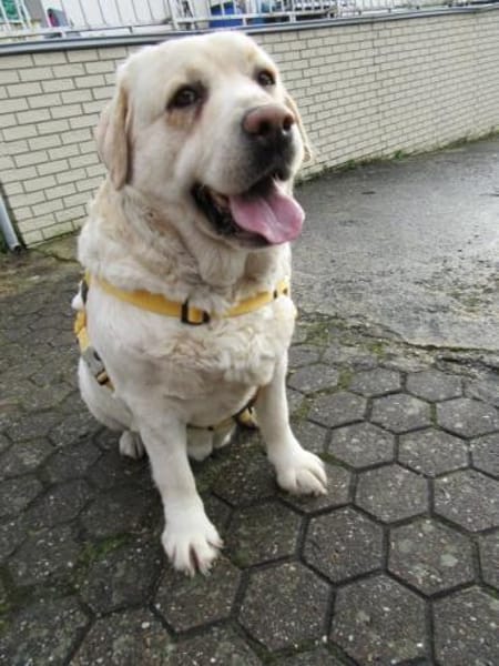 Freundliche, gemütliche Sahara