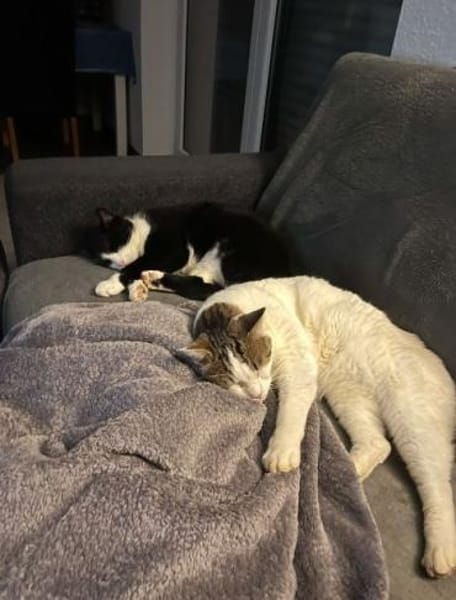 LUCKY u. CHARLY, m., kastr., geb. 2019