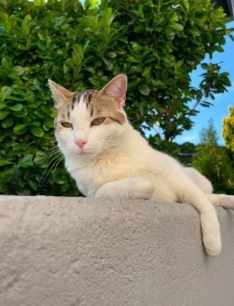 LUCKY u. CHARLY, m., kastr., geb. 2019