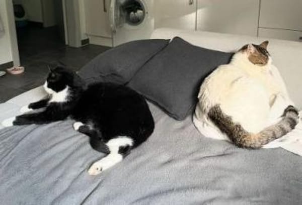 LUCKY u. CHARLY, m., kastr., geb. 2019