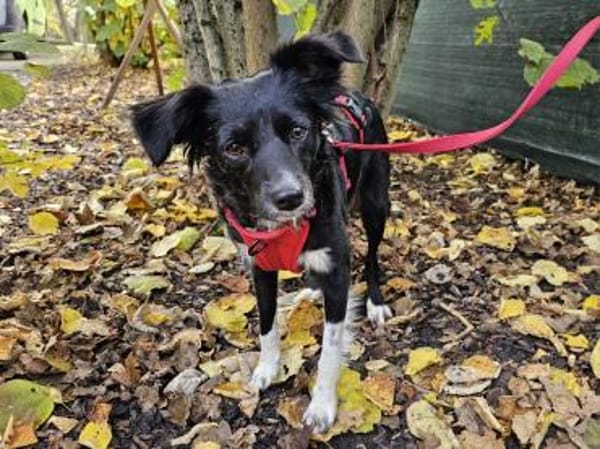 Libby im Tierheim Sulzbach