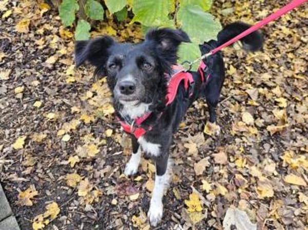 Libby im Tierheim Sulzbach