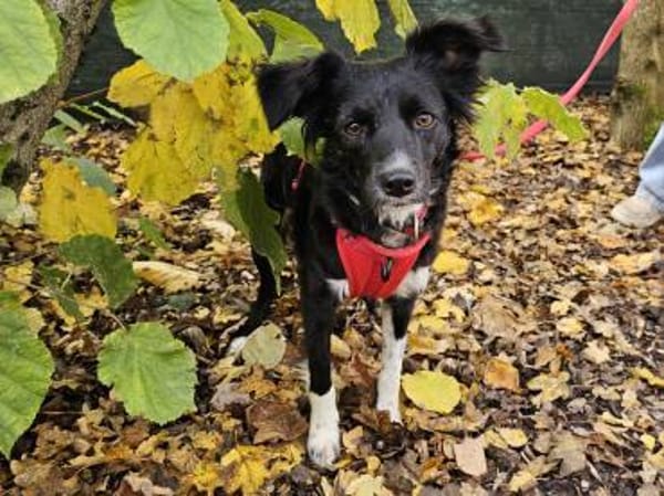 Libby im Tierheim Sulzbach