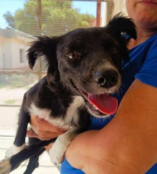 Libby im Tierheim Sulzbach