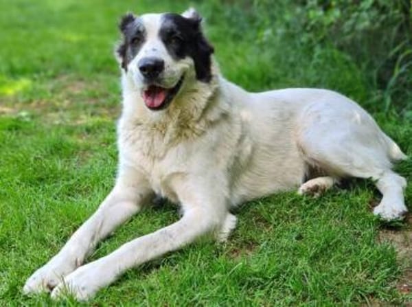 CASSANDRA wartet schon lange