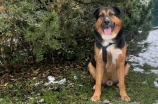 JENN-BALU - gutmütig&kinderlieb