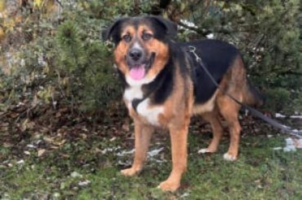 JENN-BALU - gutmütig&kinderlieb