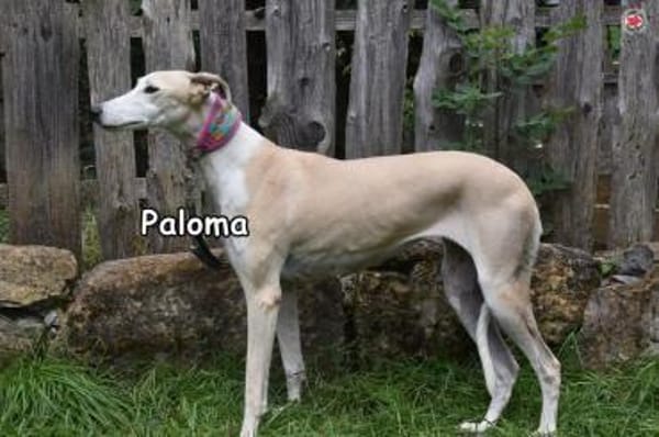 PALOMA