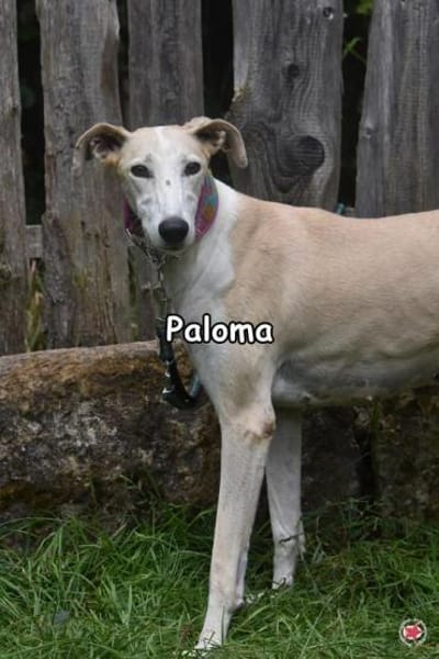PALOMA