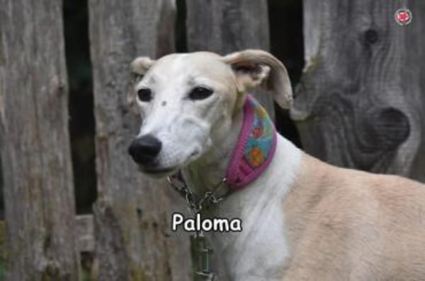 PALOMA