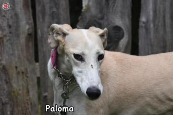 PALOMA