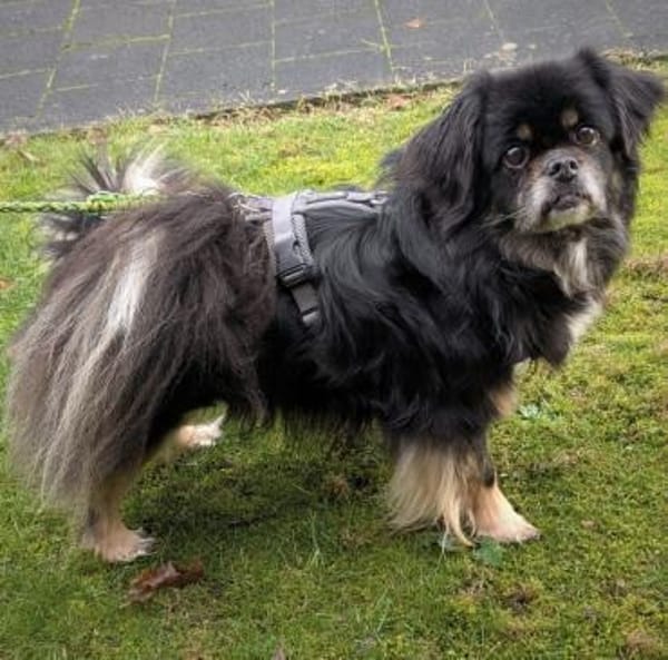 Draco in 59329 Wadersloh