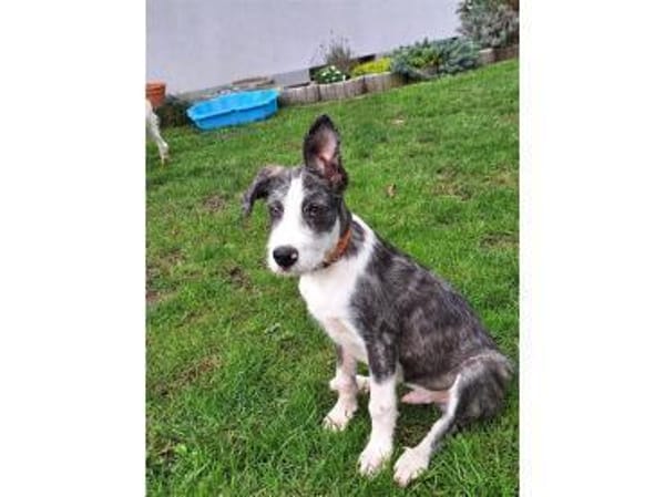 Jeppe - wartet in 91358 Kunreuth