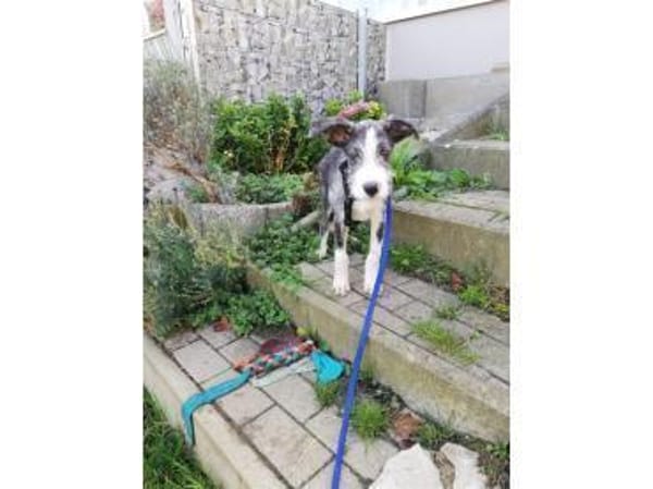 Jeppe - wartet in 91358 Kunreuth