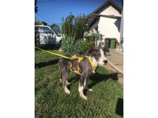 Jeppe - wartet in 91358 Kunreuth