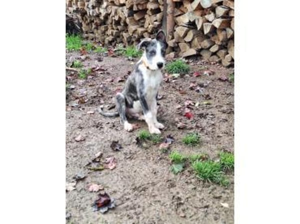 Jeppe - wartet in 91358 Kunreuth