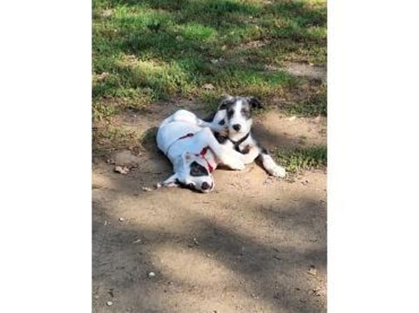 Jeppe - wartet in 91358 Kunreuth