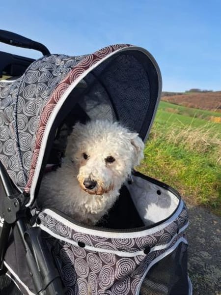 TOTO - Freude und gute Laune verbreiten