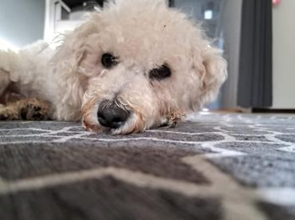 TOTO - Freude und gute Laune verbreiten