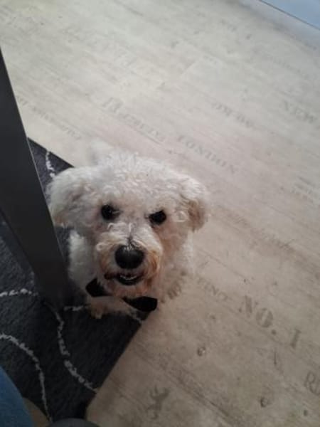 TOTO - Freude und gute Laune verbreiten