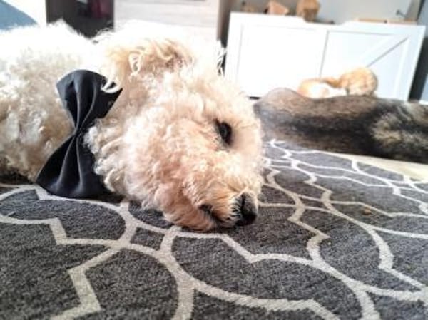 TOTO - Freude und gute Laune verbreiten