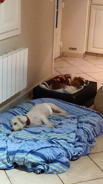 TOTO - Freude und gute Laune verbreiten