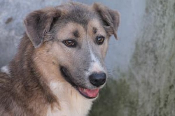 Akashira - freundlich u. verspielt