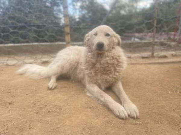 FIAMMETTA - auf Pflegestelle in Sachsen