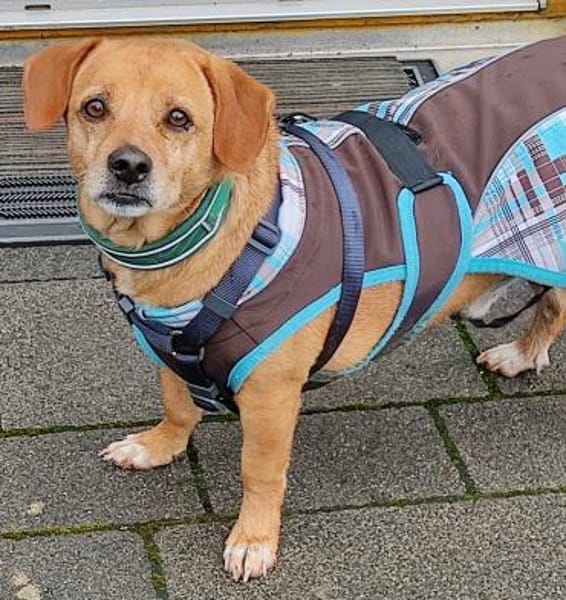 Dackelmix ALBU - treu und anhänglich