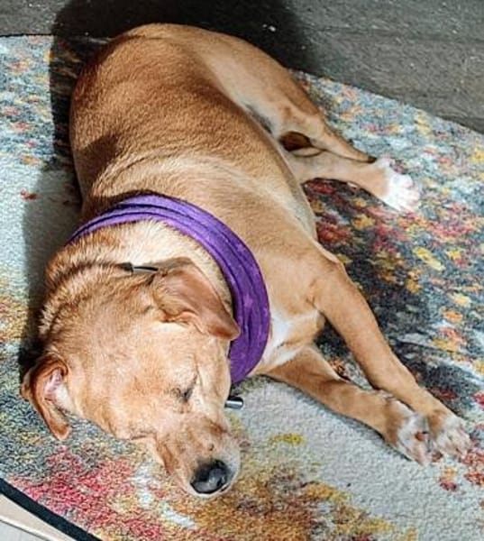 Dackelmix ALBU - treu und anhänglich