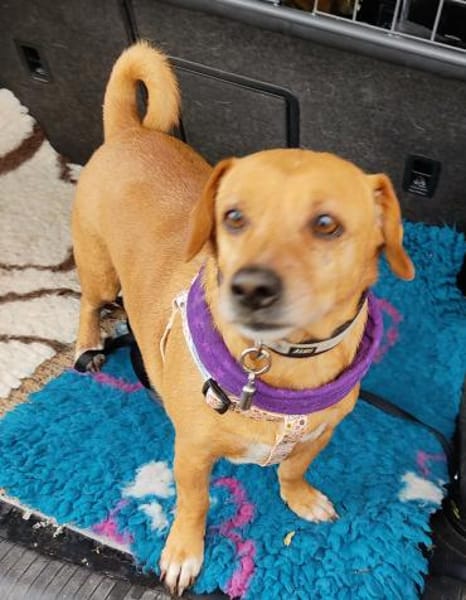 Dackelmix ALBU - treu und anhänglich