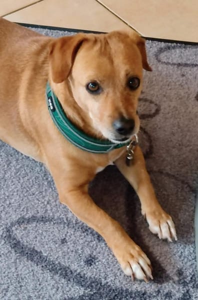 Dackelmix ALBU - treu und anhänglich