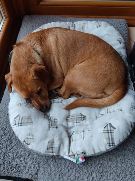 Dackelmix ALBU - treu und anhänglich