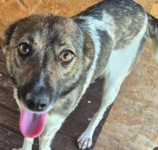 Jipsy ist eine Traumhündin 🐾