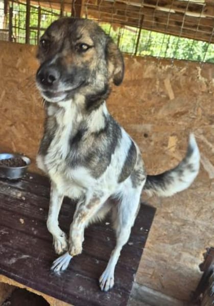 Jipsy ist eine Traumhündin 🐾