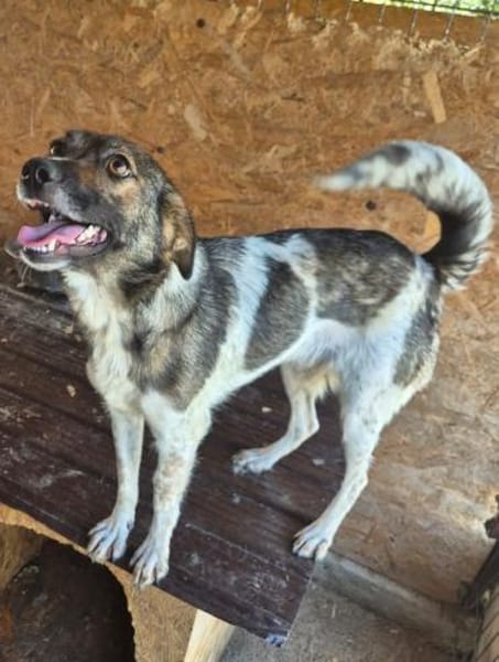 Jipsy ist eine Traumhündin 🐾