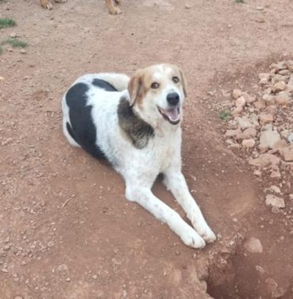 Miss Sunny - wartet in 50259 Pulheim